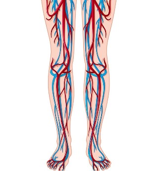 Lokasi urat dan arteri di kaki
