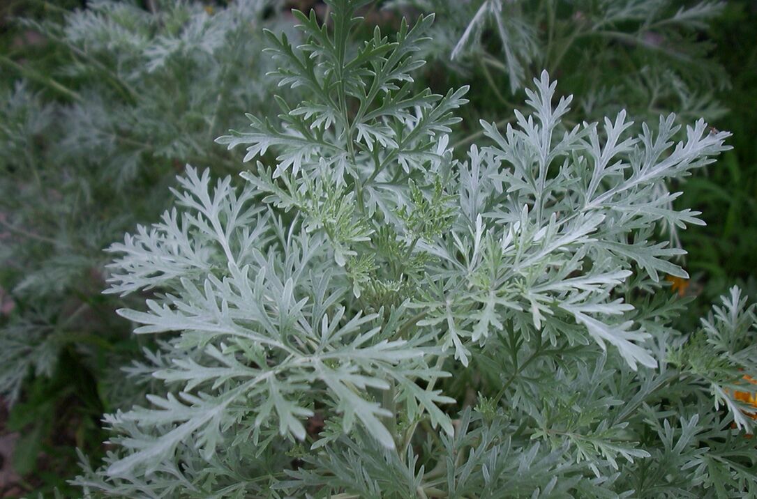 Wormwood terhadap urat varikos