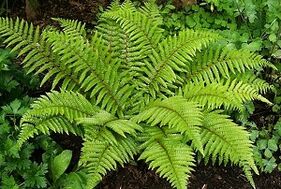 Memampatkan untuk rawatan urat varikos